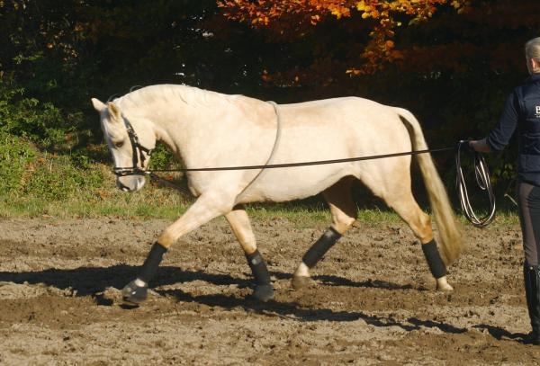 Busse Longierhilfe COTTON natur